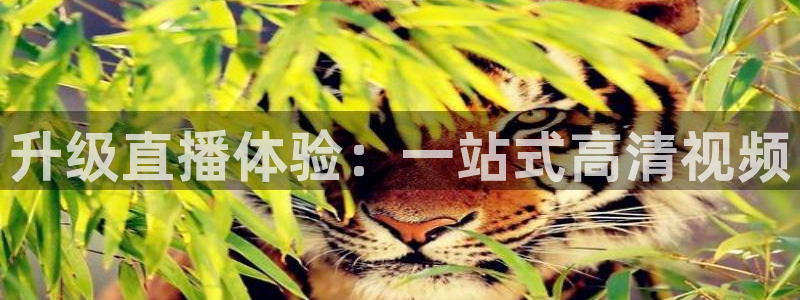 so米体育免费直播入口：升级直播体验：一站式高清视频